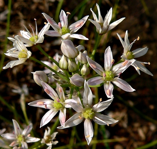 {Allium speculae}
